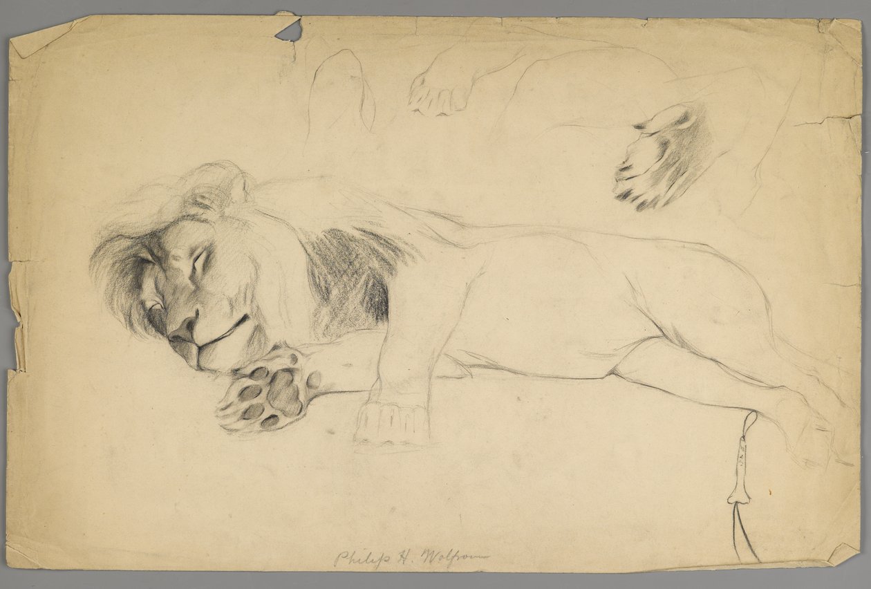 Sovende løve (grafit på papir) af Philip H. Wolfrom