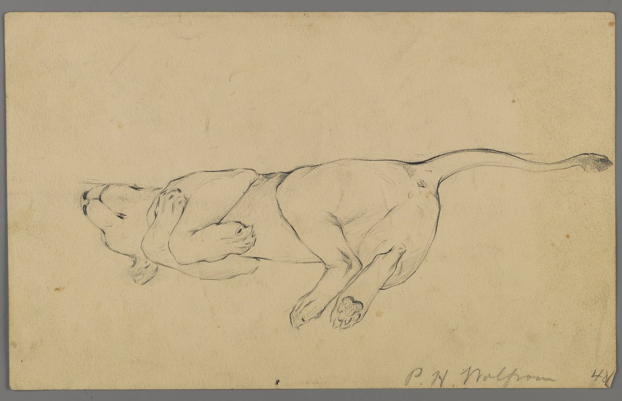 Sovende løvinde (grafit på papir) af Philip H. Wolfrom