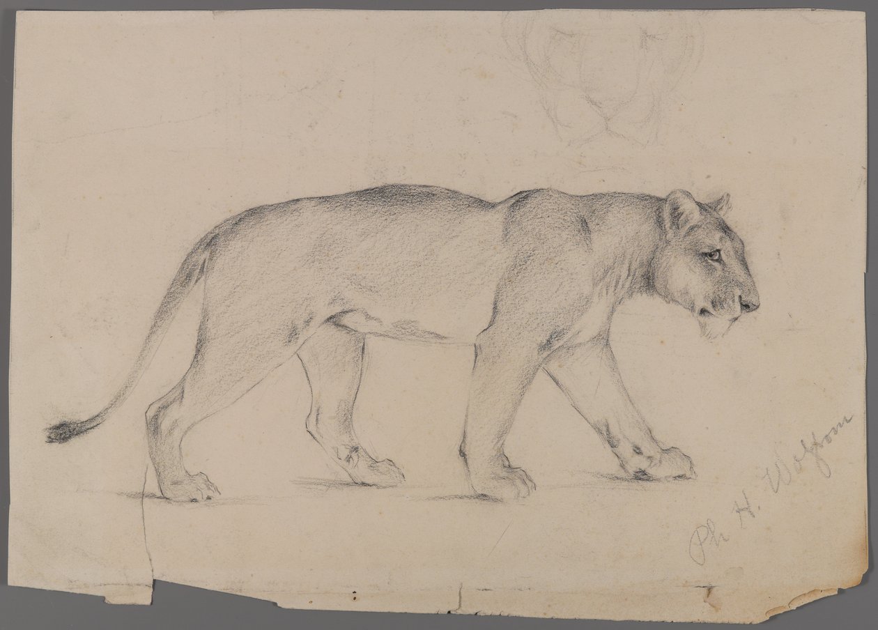 Stridende løvinde (grafit på papir) af Philip H. Wolfrom