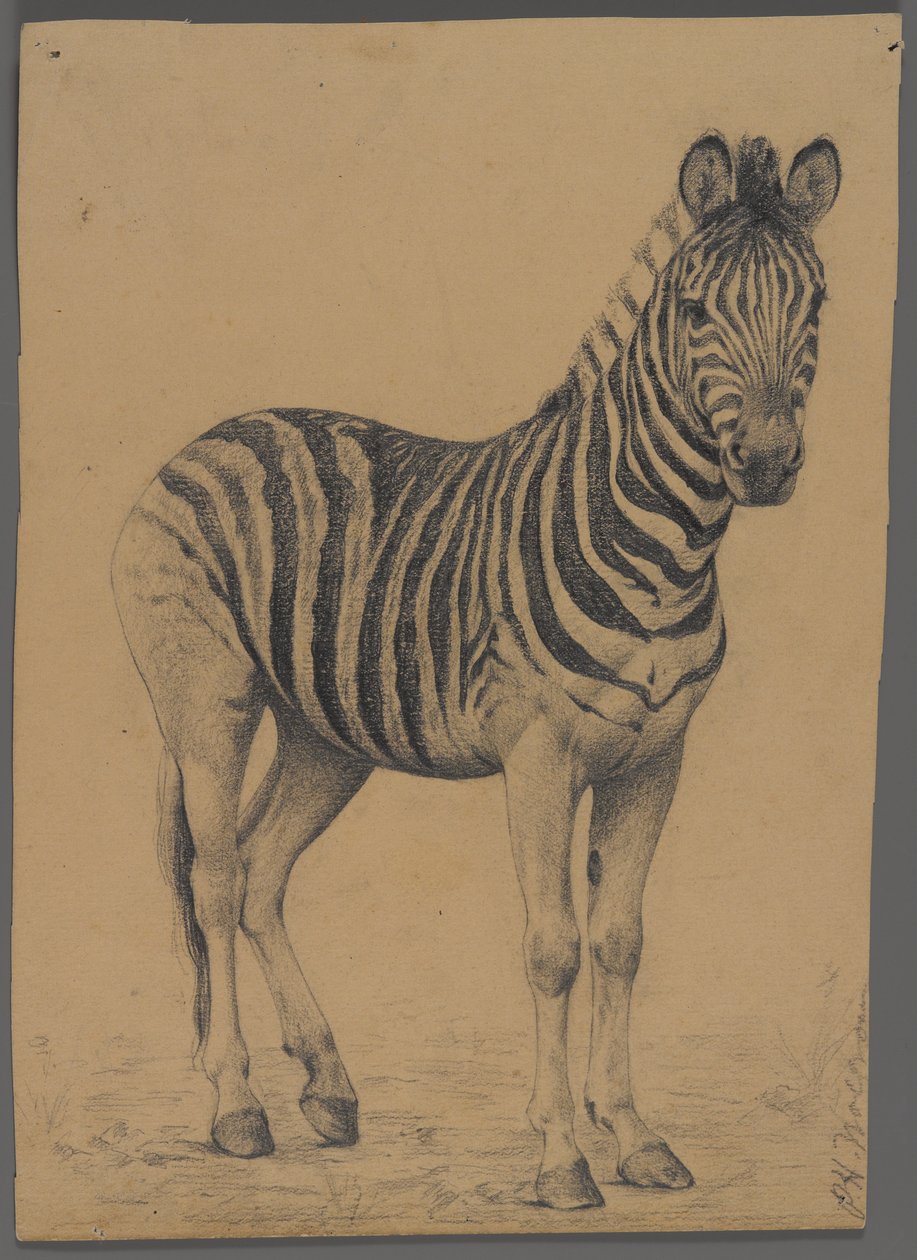 Zebra (grafit på papir) af Philip H. Wolfrom