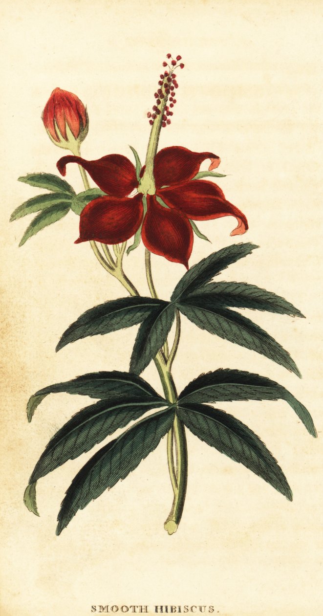 Turkcap, Malvaviscus arboreus., 1800 (gravering) af Philip Miller