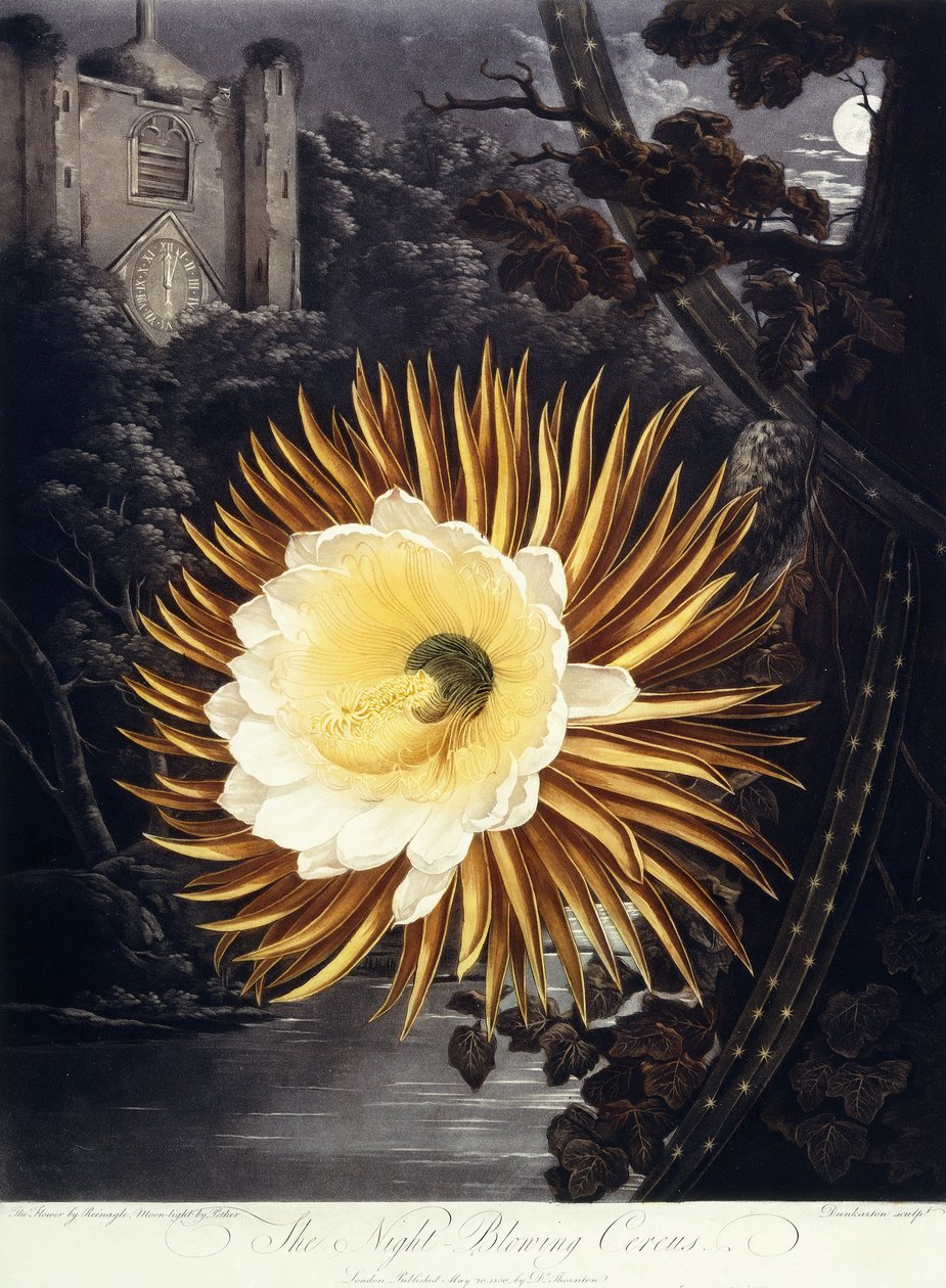 The Night Blowing Cereus, 1800 af Philip Reinagle