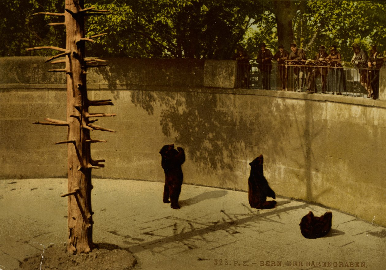 Bern. Bjørnegraven. af Photochrom Zürich