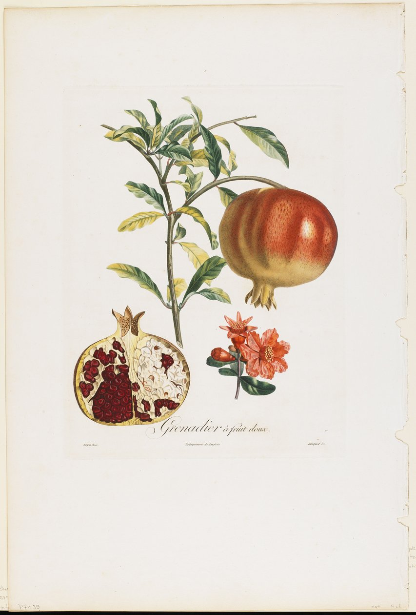 Sød frugt granatæble, fra Traite des Arbres Fruitiers, 1807-35 (håndfarvet stipple gravering) af Pierre Jean Francois Turpin