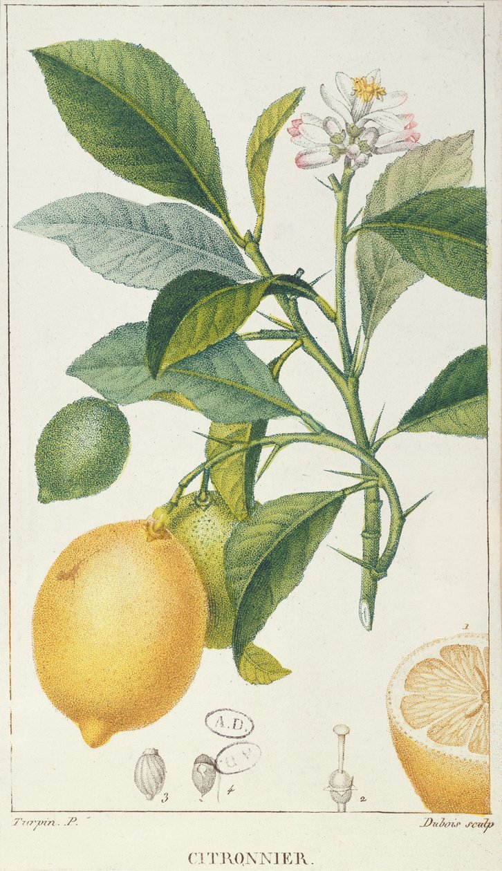 Citrontræet, graveret af Dubois, c.1820 af Pierre Jean Francois Turpin