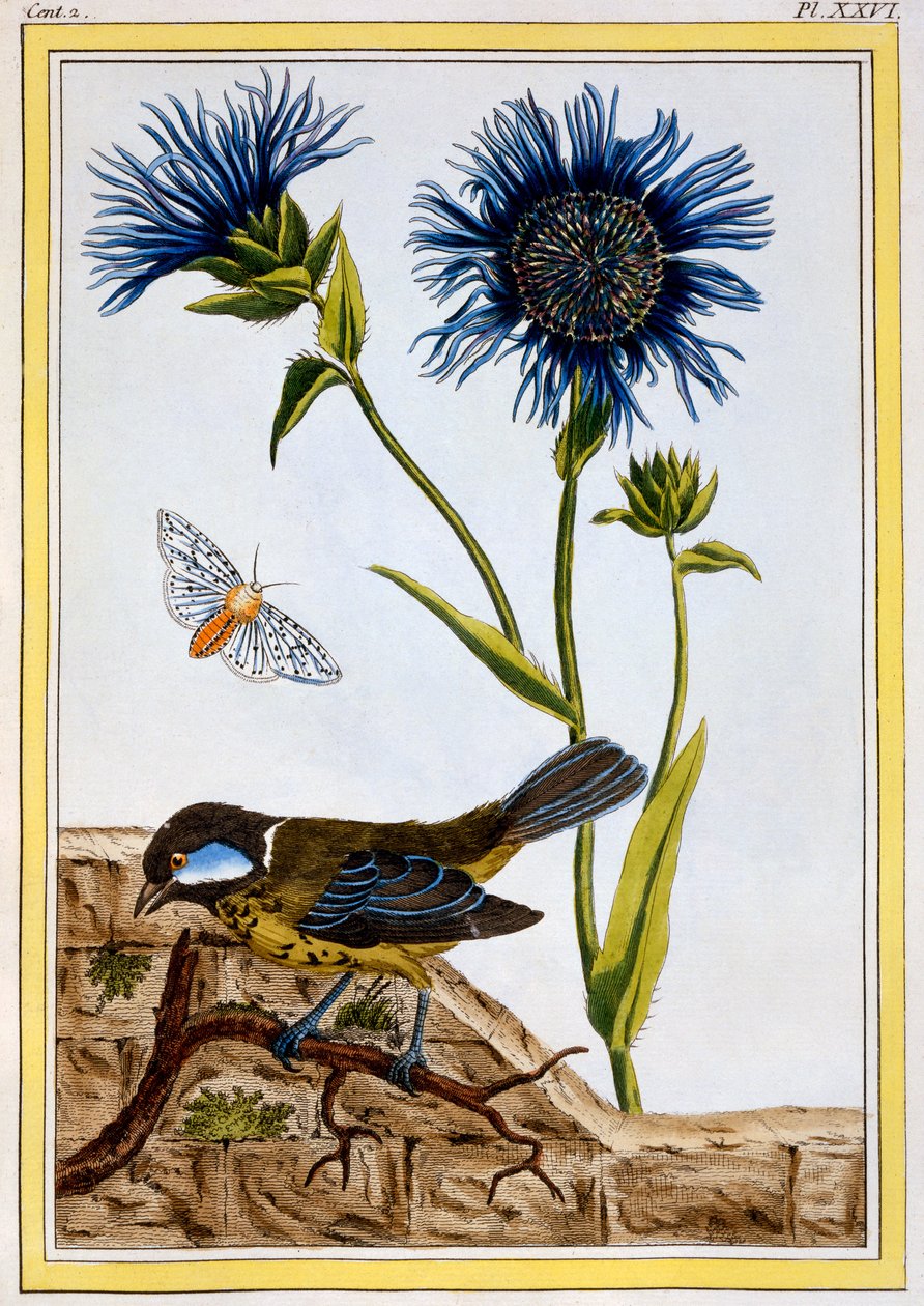 Kornblomst, ca. 1766 (håndkoloreret gravering) af Pierre Joseph Buchoz
