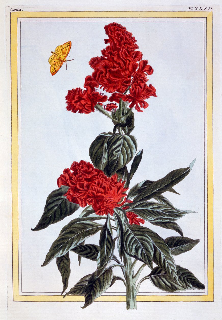 Amaranthus-sort, ca. 1766 (håndkoloreret gravering) af Pierre Joseph Buchoz