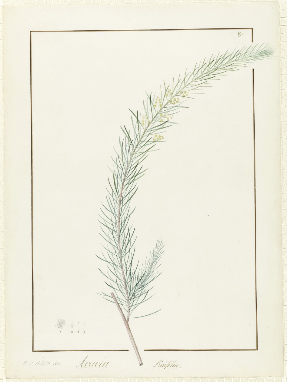 Acacia Linifolia, 1813 (wc og kropsfarve over spor af grafit på vellum) af Pierre Joseph Redouté