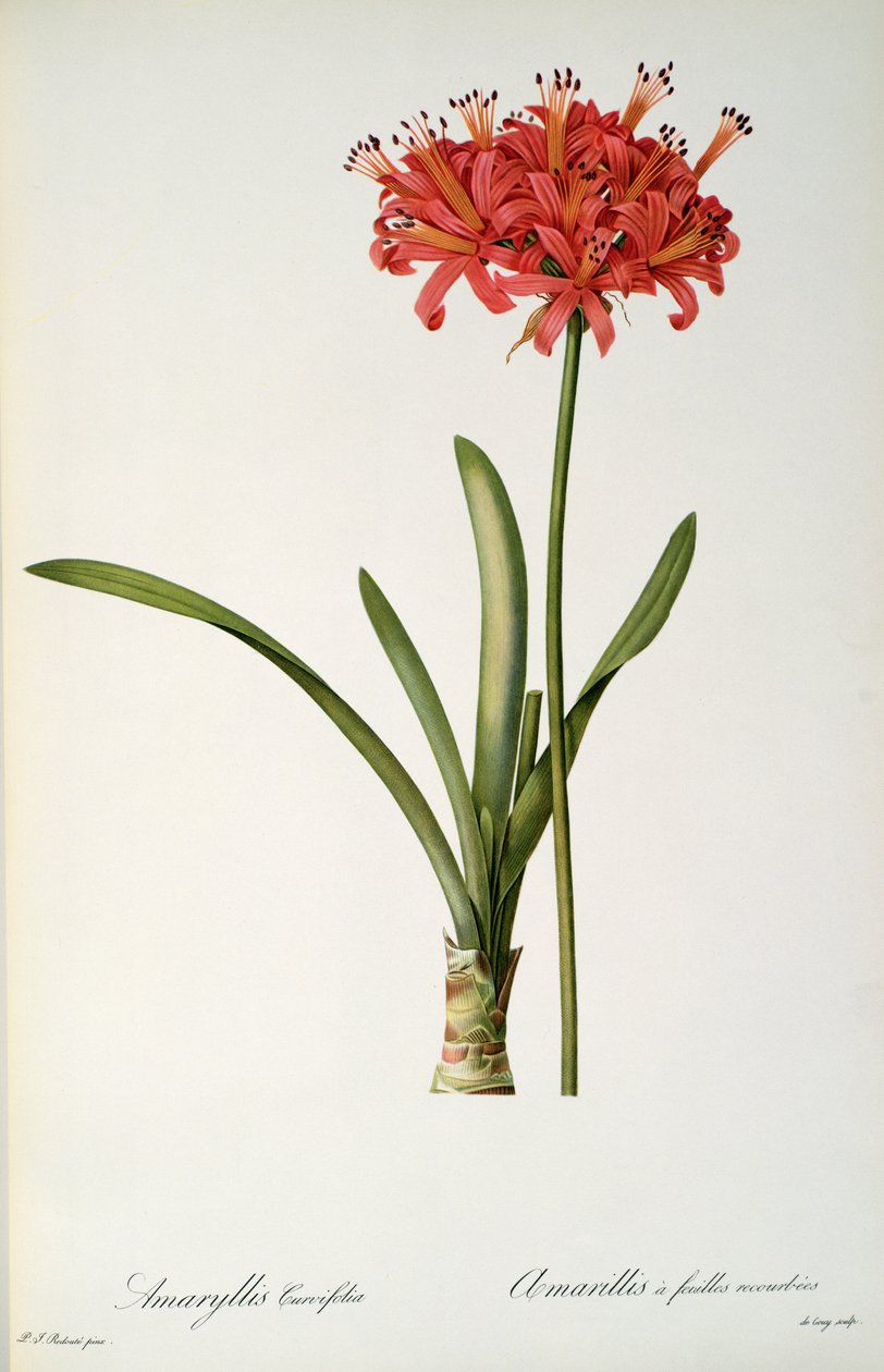 Amaryllis Curvifolia, 1809, fra `Les Liliacees
