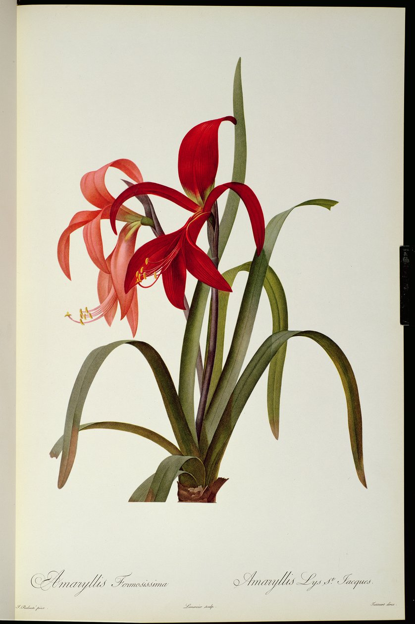 Amaryllis Formosissima, 1808, fra `Les Liliacees