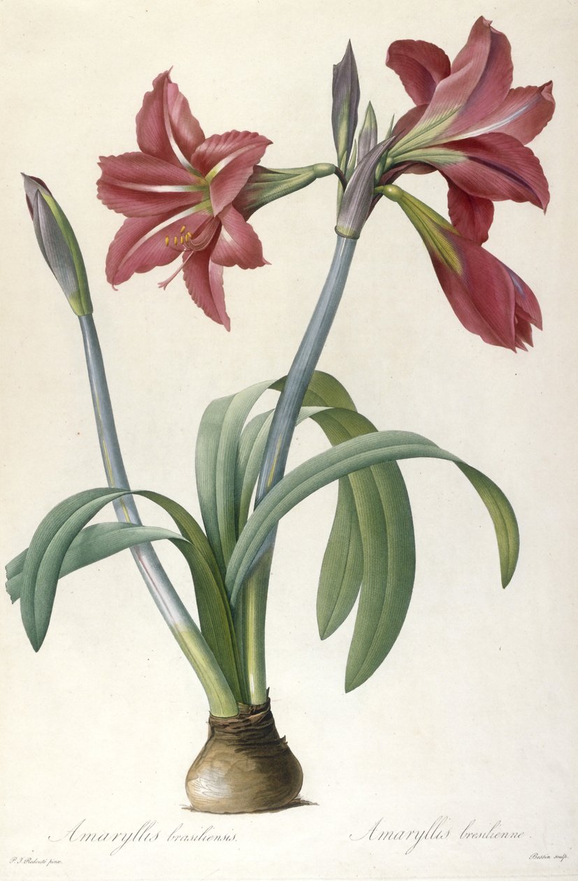 Amaryllis brasiliensis (brasiliansk amaryllis), 1816 af Pierre Joseph Redouté