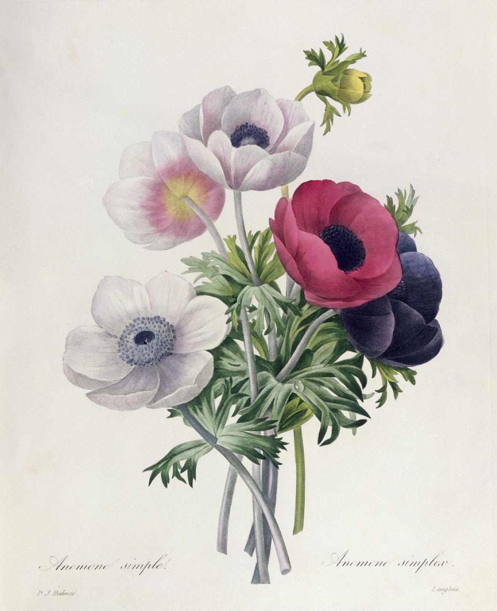 Anemone: Simple, fra 