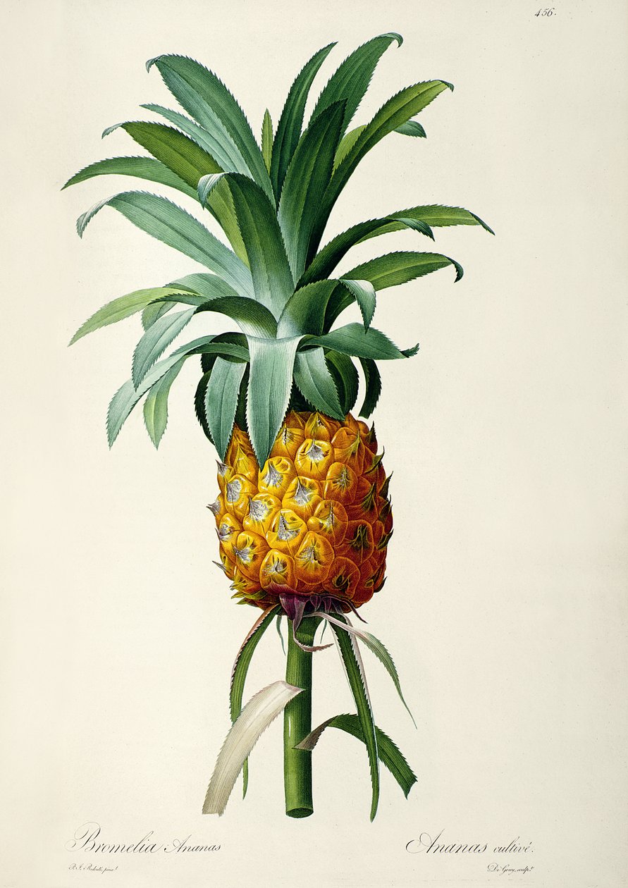 Bromeliad ananas, fra 