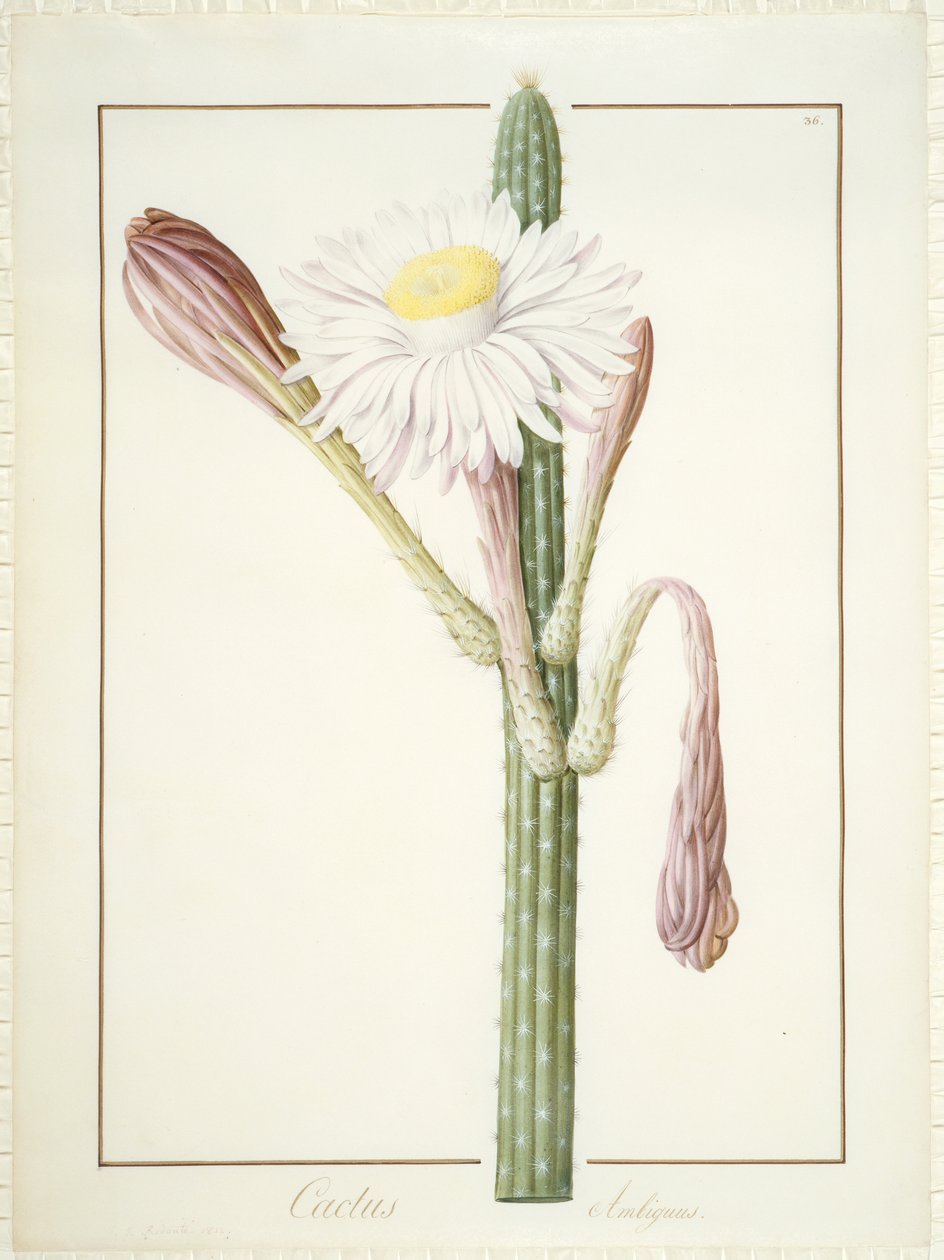 Cactus Ambiguus, 1812 (wc og bodycolour over grafit på pergament) af Pierre Joseph Redouté