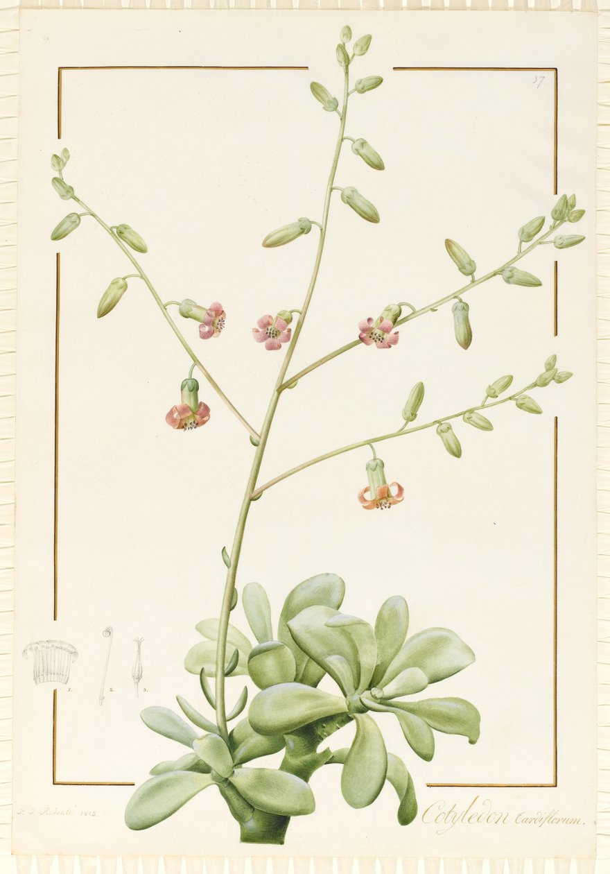 Cotyledon Cardiflorum, 1813 (wc og bodycolour over grafit på pergament) af Pierre Joseph Redouté