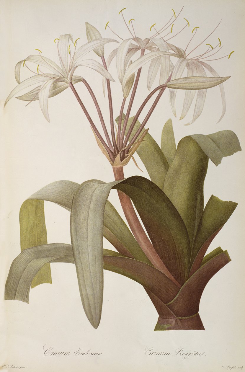 Crinum Erubescens eller Crinum Rougeatre, fra 