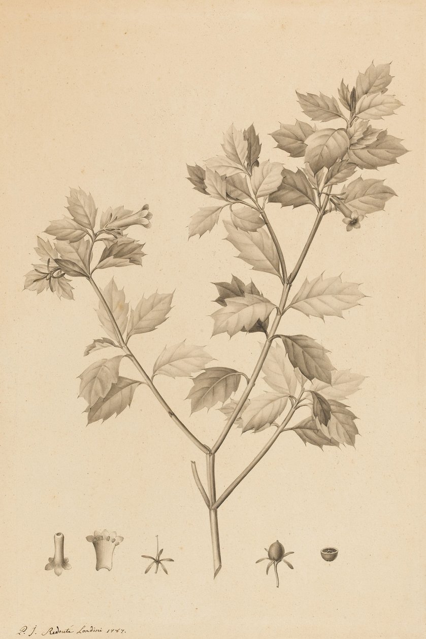 Desfonainia Spinosa, 1787 (penslens spids og grå vask på papir, lagt ned på karton) af Pierre Joseph Redouté