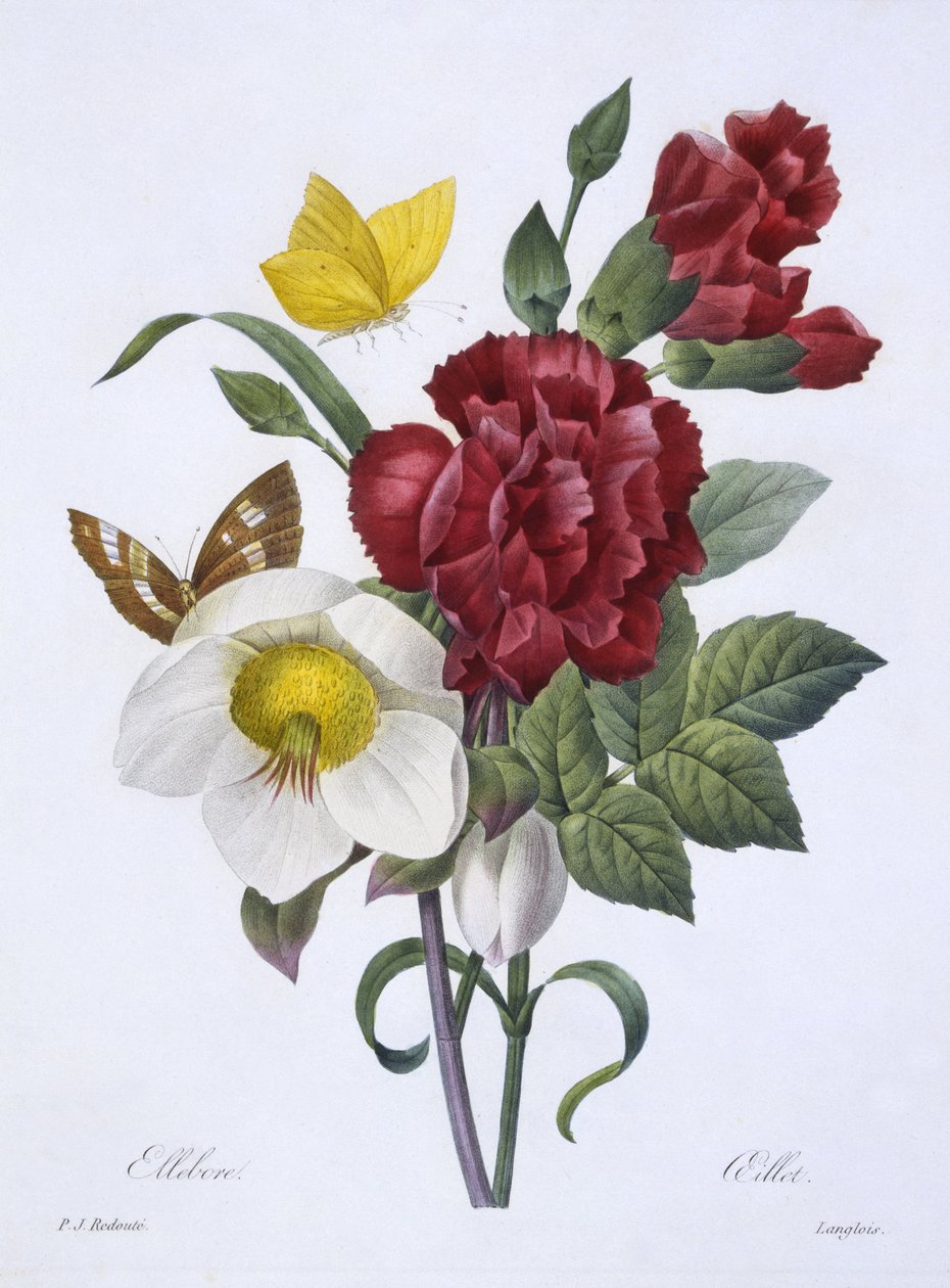 Ellebore et Oeillet, fra 