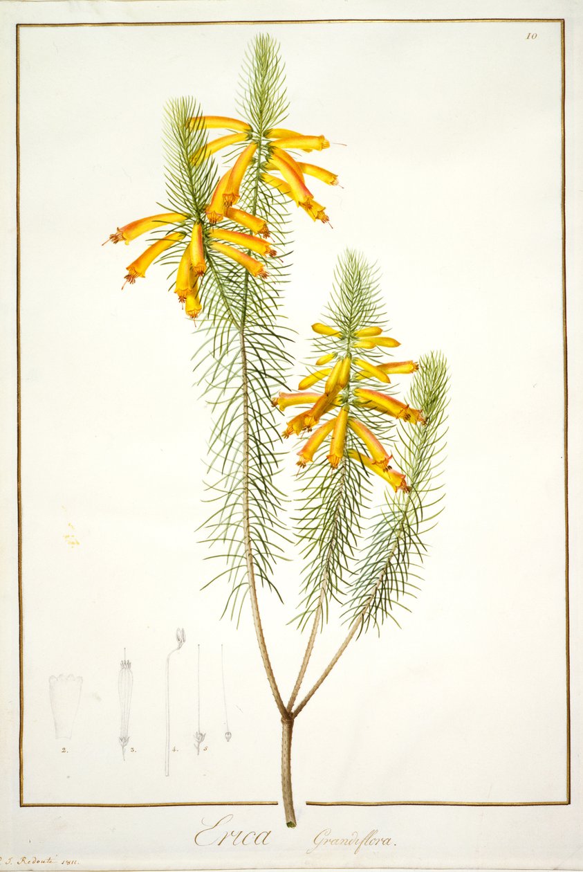 Erica Grandiflora, 1811 (wc og bodycolour over spor af grafit på pergament) af Pierre Joseph Redouté