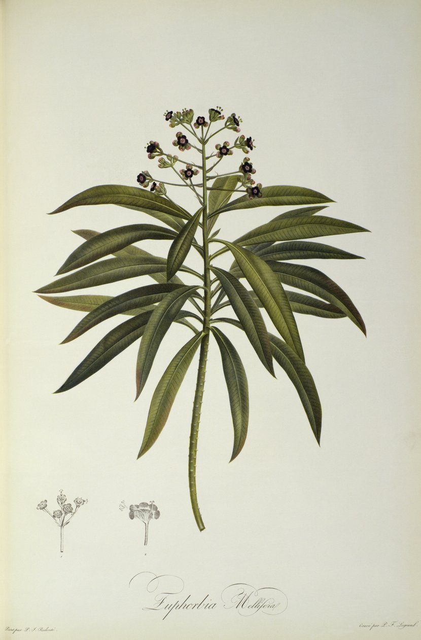 Euphorbia Mellifera, fra 