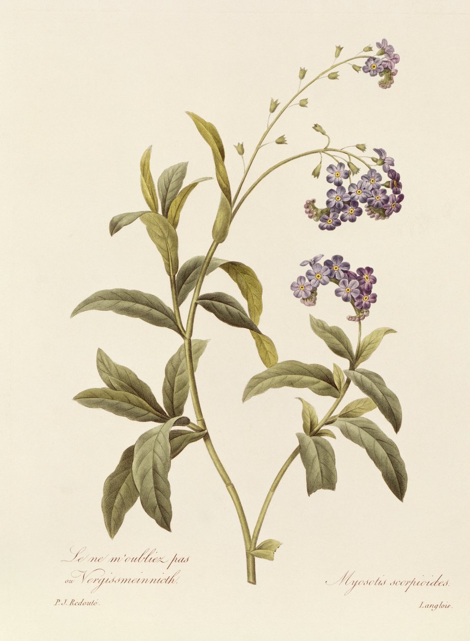 Forglemmigej (farvegravering) af Pierre Joseph Redouté