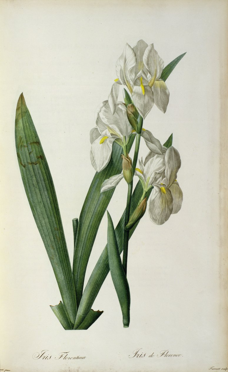 Iris Florentina, fra 