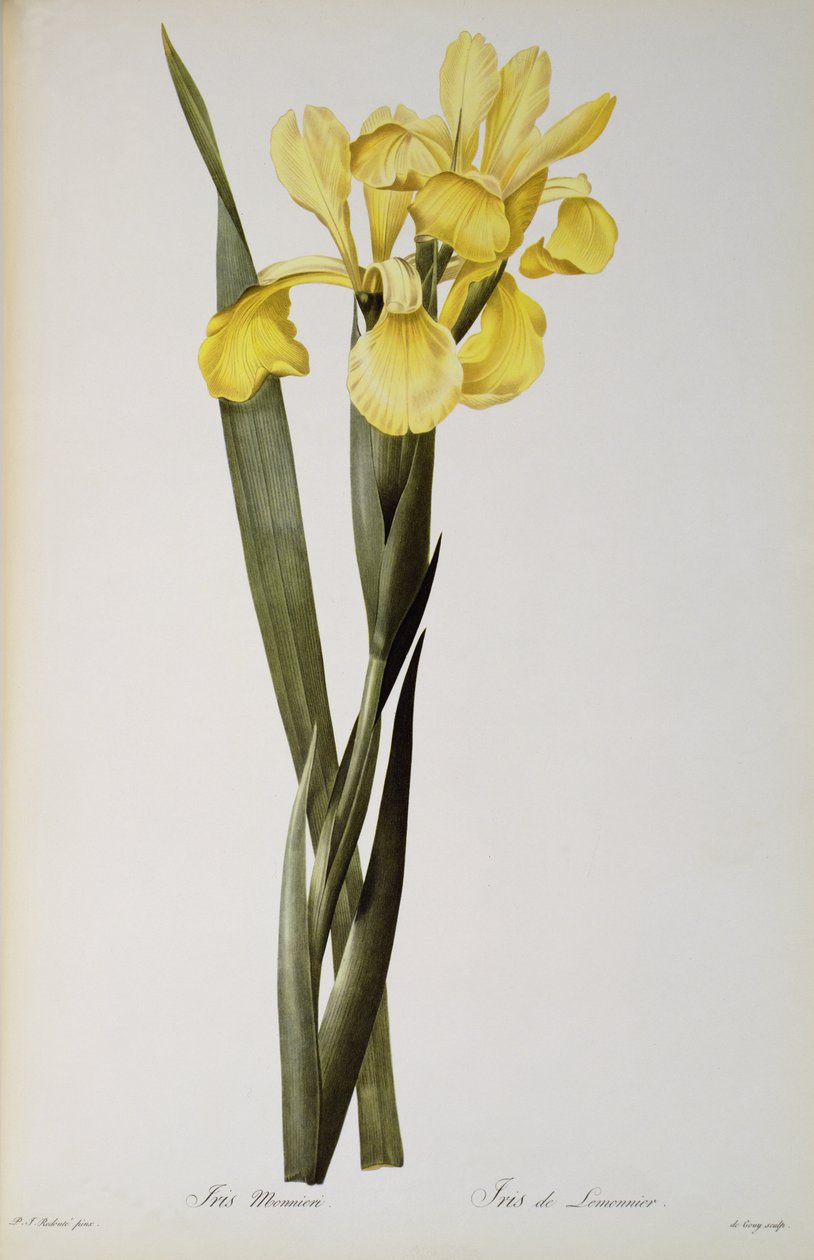 Iris Monnieri, fra 