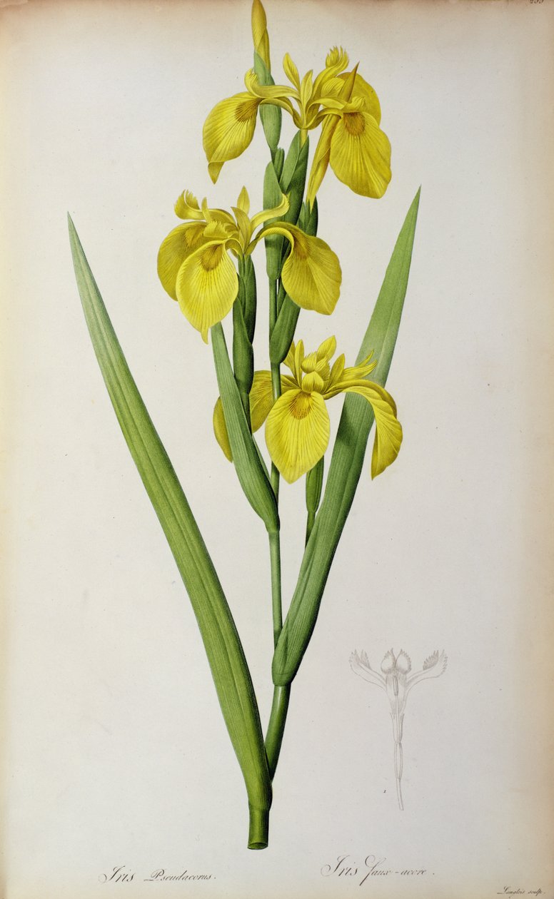 Iris Pseudacorus, fra `Les Liliacees