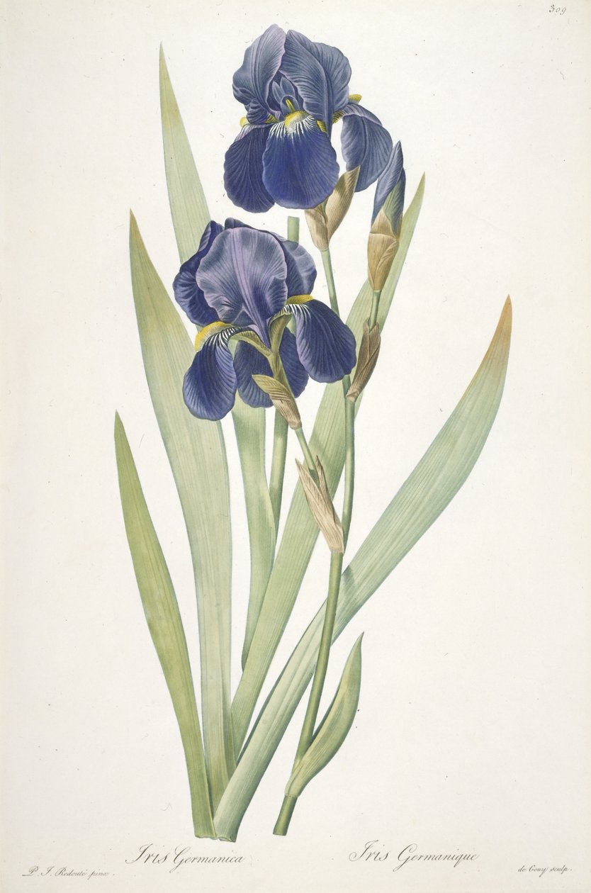 Iris germanica (Iris med skæg), 1812 af Pierre Joseph Redouté