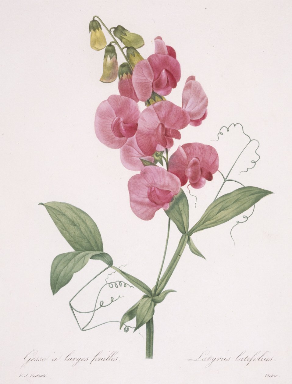 Lathyrus latifolius (Evig ært), 1827 af Pierre Joseph Redouté