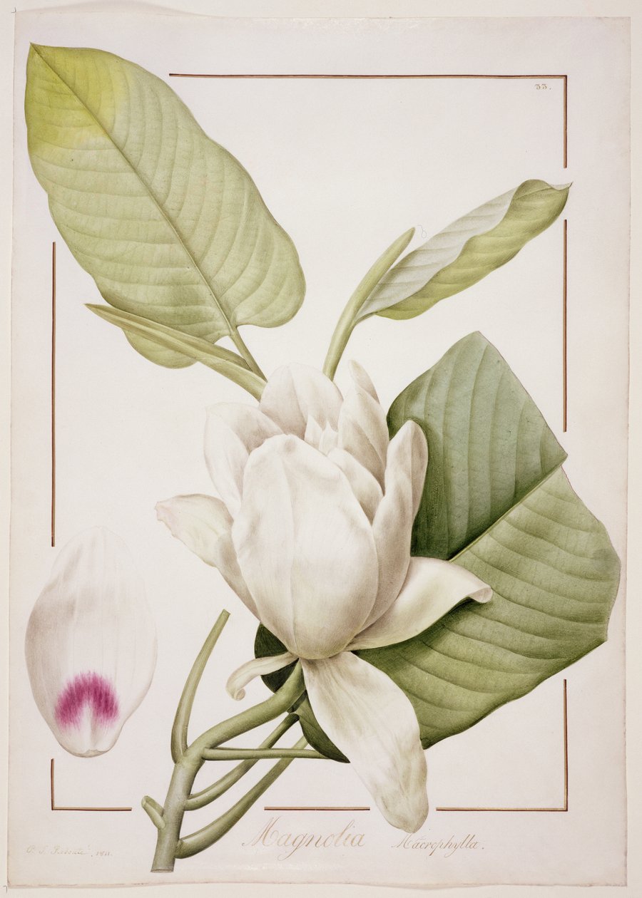PD.122-1973f.33 Magnolia macrophylla, 1811 (blyant og wc på vellum) af Pierre Joseph Redouté