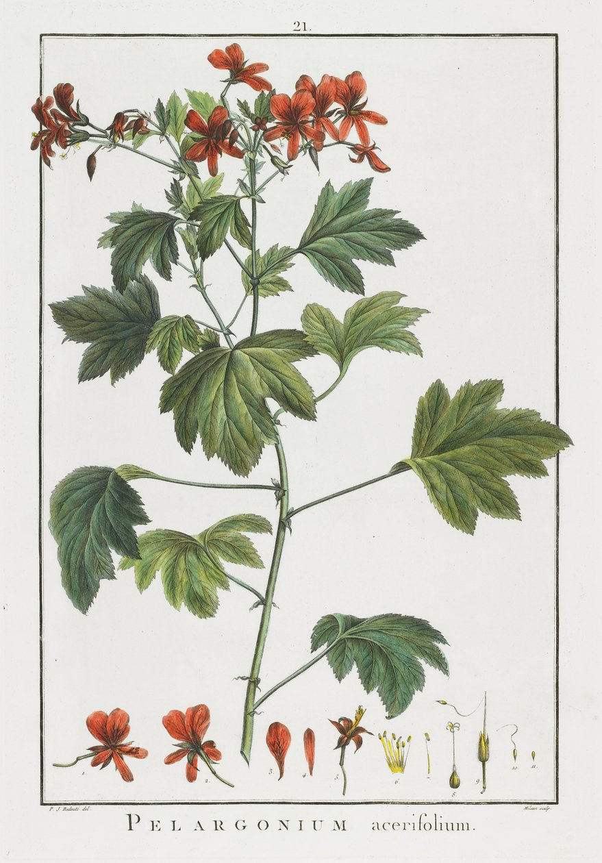 Pelargonium acerifolium, fra Geraniologia, seu Erodii, Pelargonii, Monsoniae et Grieli historia iconibus illustrata, 1787-1788 af Pierre Joseph Redouté