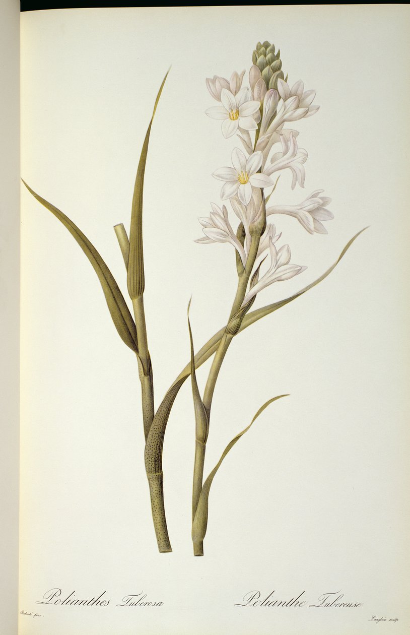 Polianthes Tuberosa, fra `Les Liliacees