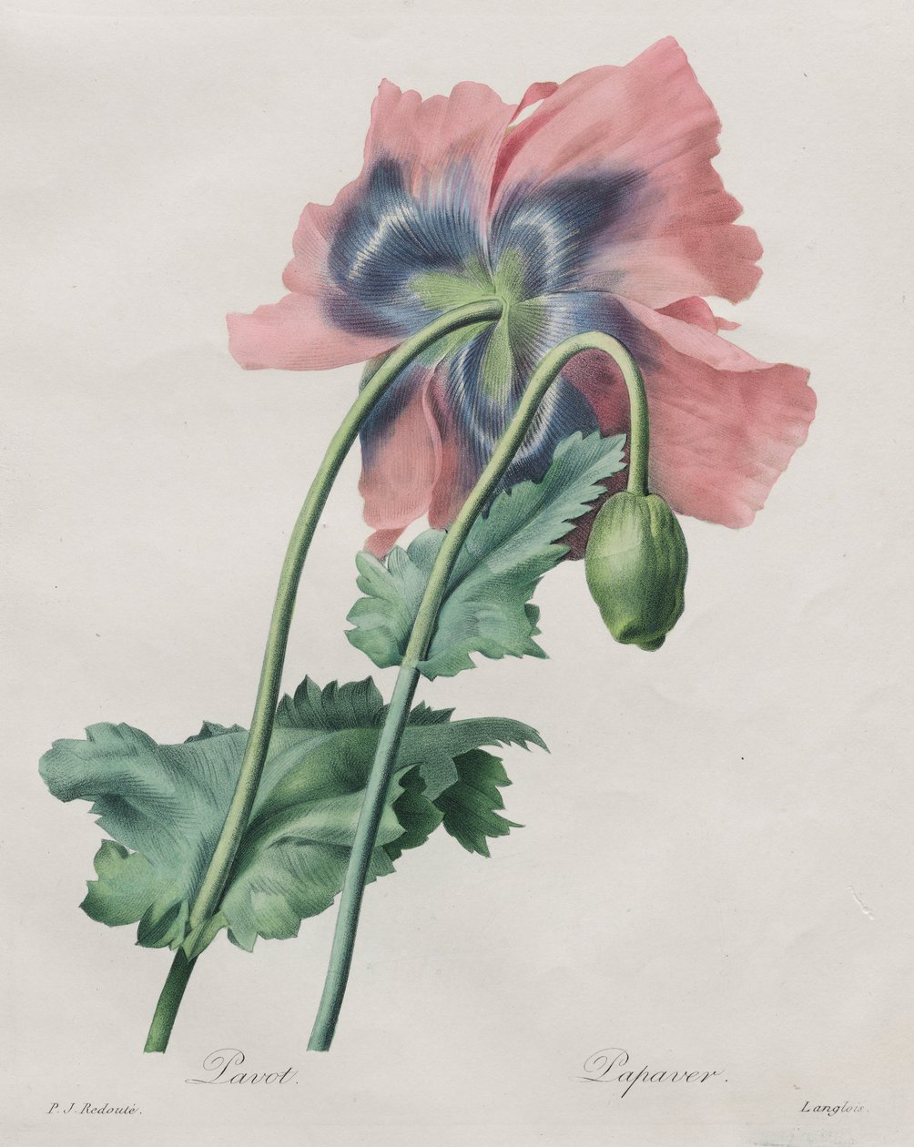 Valmue (Papaver), fra Redouté, af Pierre Joseph Redouté