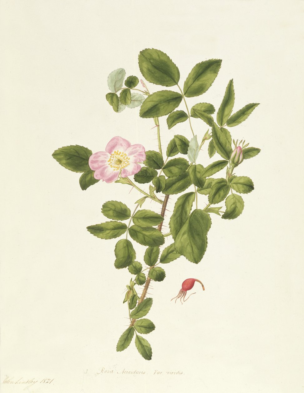 Rosa acicularis viridis af Pierre Joseph Redouté