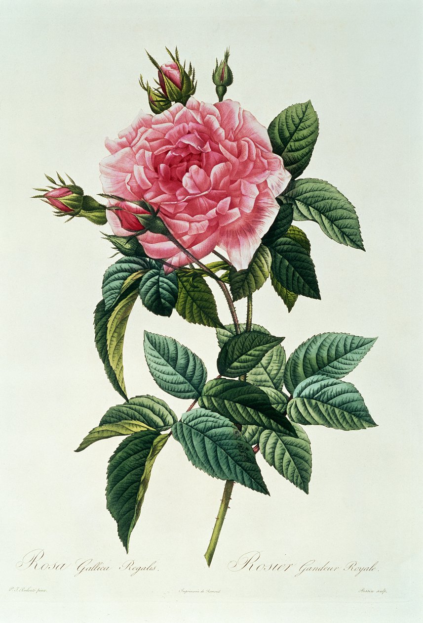 Rosa Gallica Regalis af Pierre Joseph Redouté