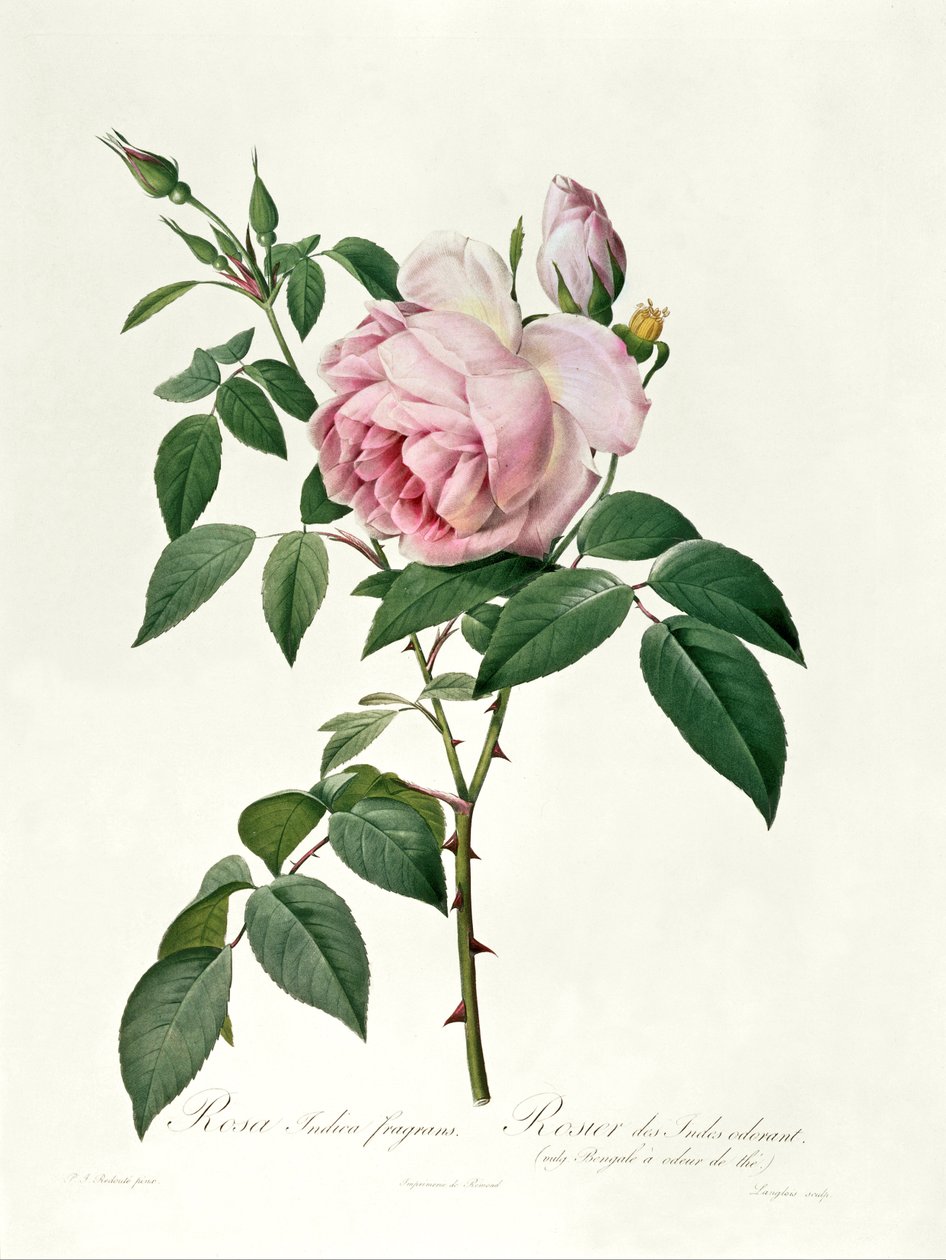 Rosa chinensis og Rosa gigantea, fra 