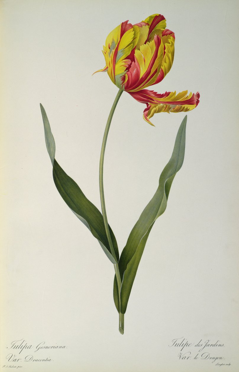 Tulipa gesneriana dracontia, fra `Les Liliacees
