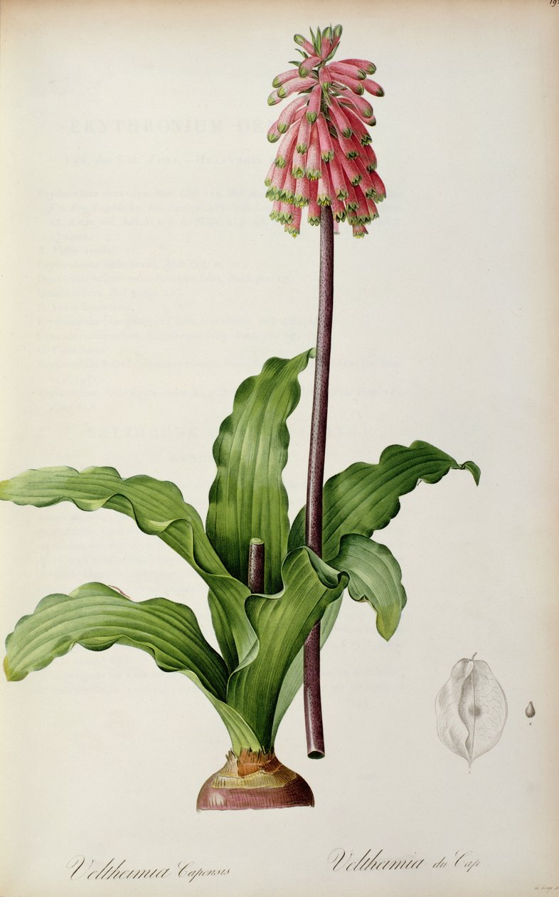 Veltheimia Capensis, fra `Les Liliacees