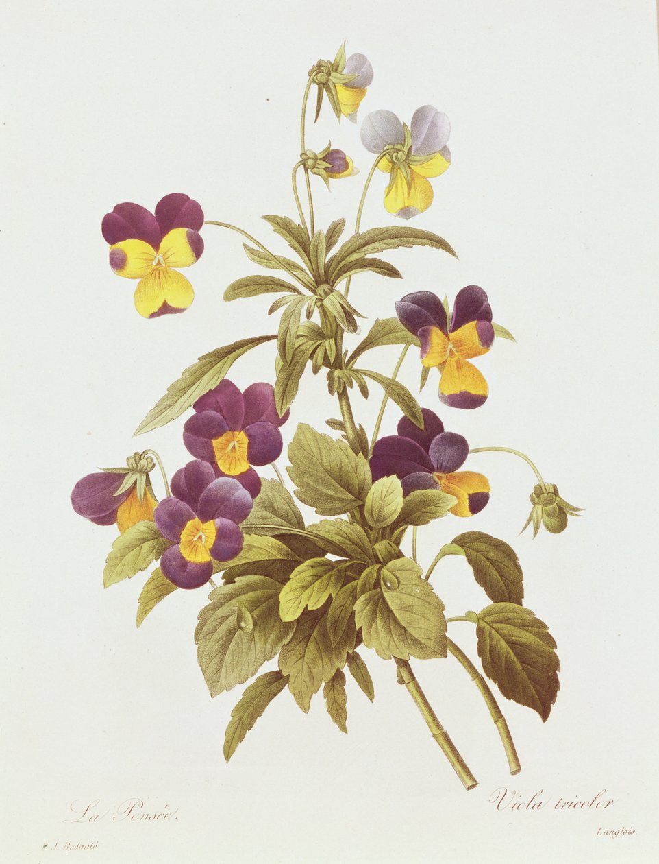 Viola Tricolor (farvegravering) af Pierre Joseph Redouté