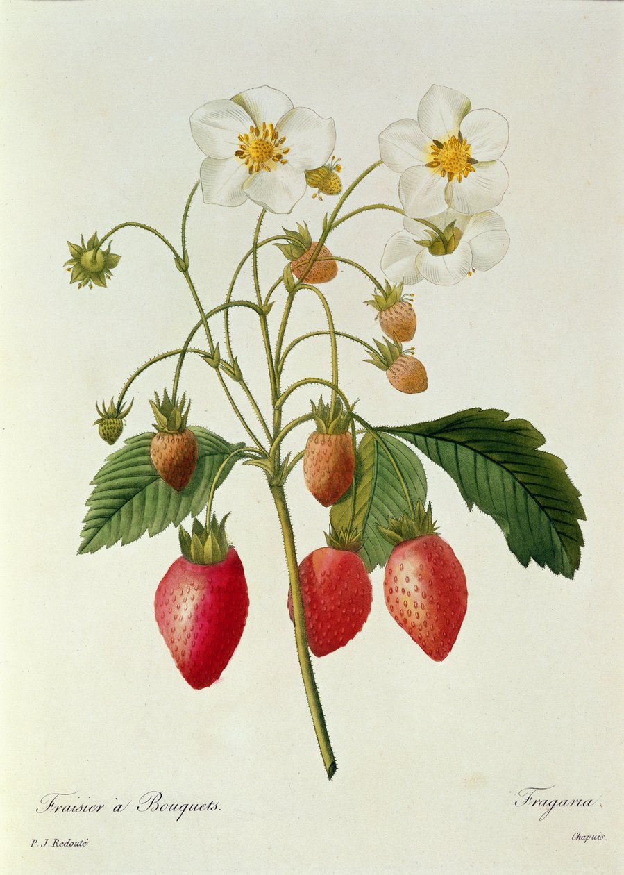 Fragaria (jordbær), graveret af Chapuis, fra "Choix des Plus Belles Fleurs", 1827-33 af Pierre Joseph Redouté