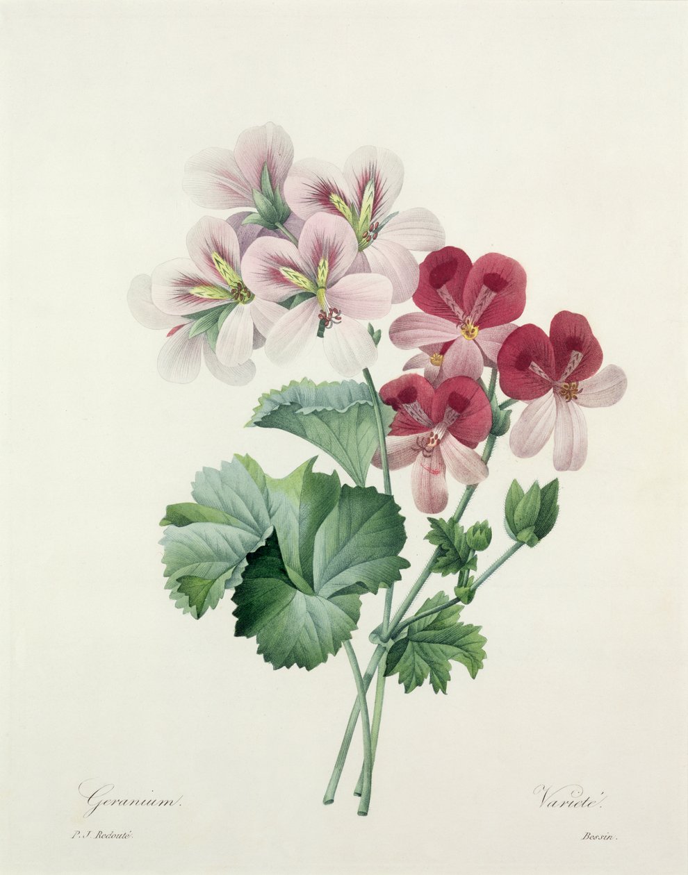 Geranium Variety (Trane-skærm) fra "Choix des Plus Belles Fleurs", 1827 af Pierre Joseph Redouté