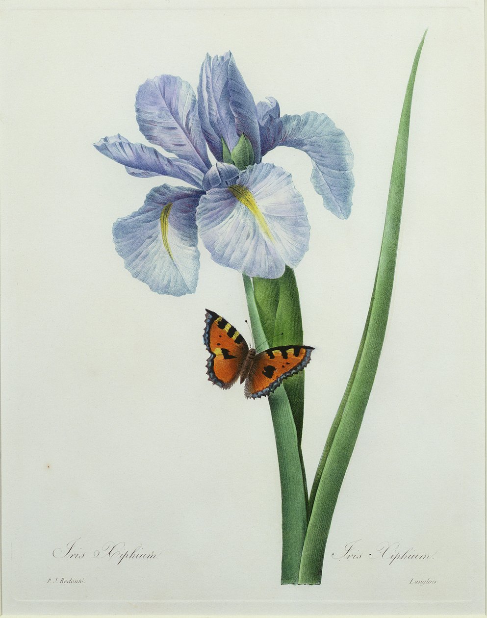 Iris xiphium, graveret af Langlois, fra "Choix des Plus Belles Fleurs", 1827 af Pierre Joseph Redouté