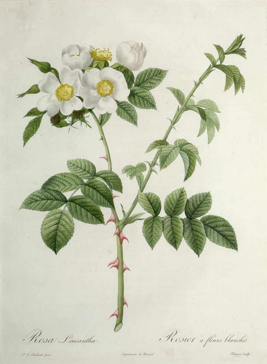 Rosa Leucantha, graveret af Chapuy, udgivet af Remond af Pierre Joseph Redouté