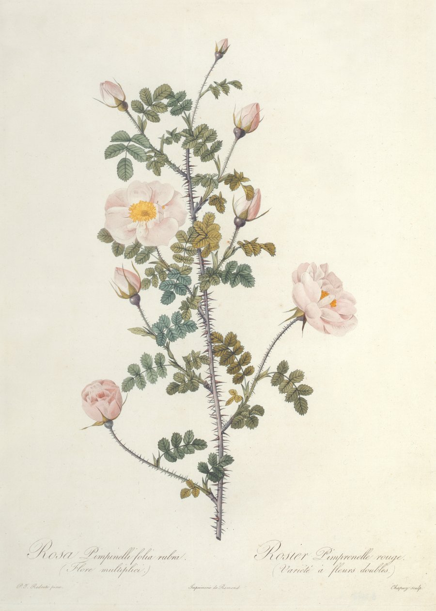 Rosa Pimpinellifolia Rubra Flore Multiplici, indgraveret af Chapuy, udgivet af Remond af Pierre Joseph Redouté