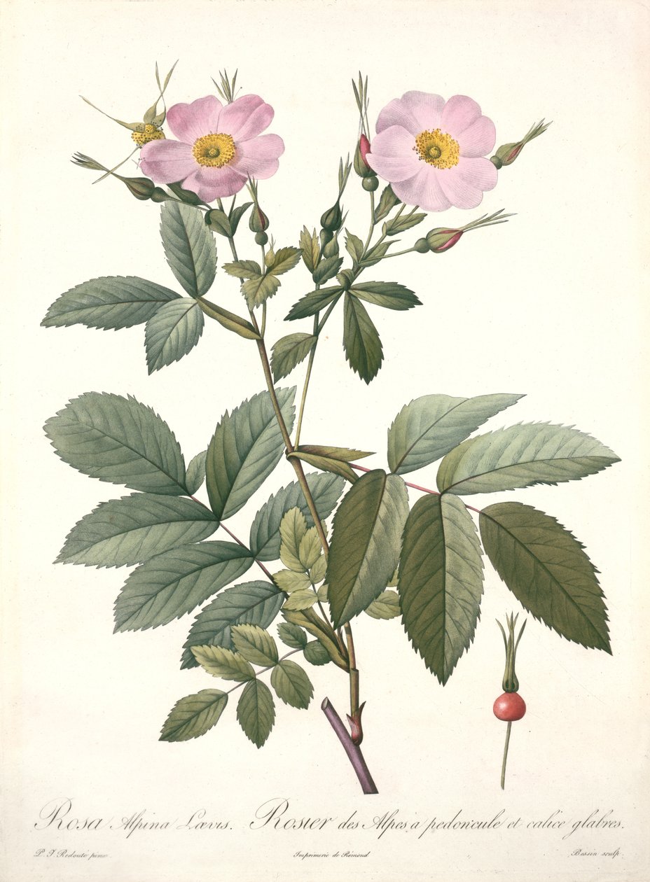 Rosa alpina laevis, graveret af Bessin, fra "Les Roses", 1817-24 (farvet akvatint) af Pierre Joseph Redouté