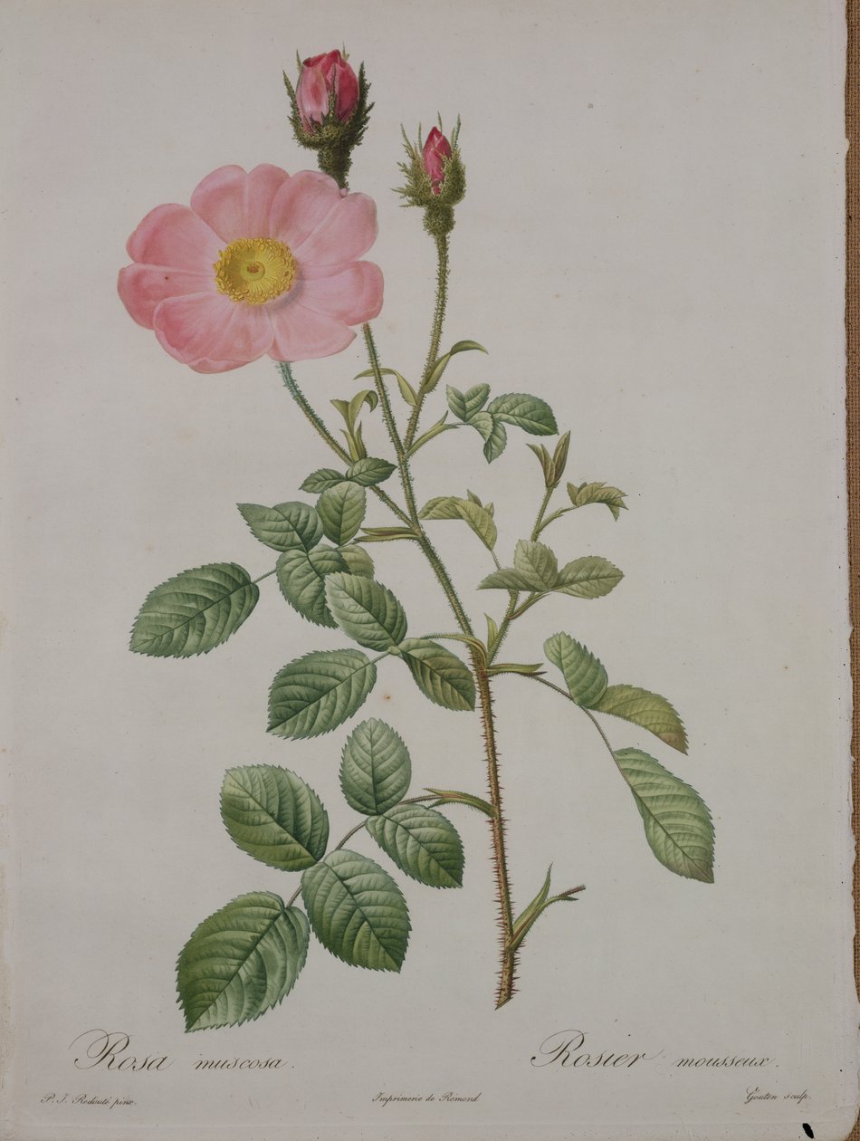 Rosa muscosa (mosrose), graveret af Gouten, fra 