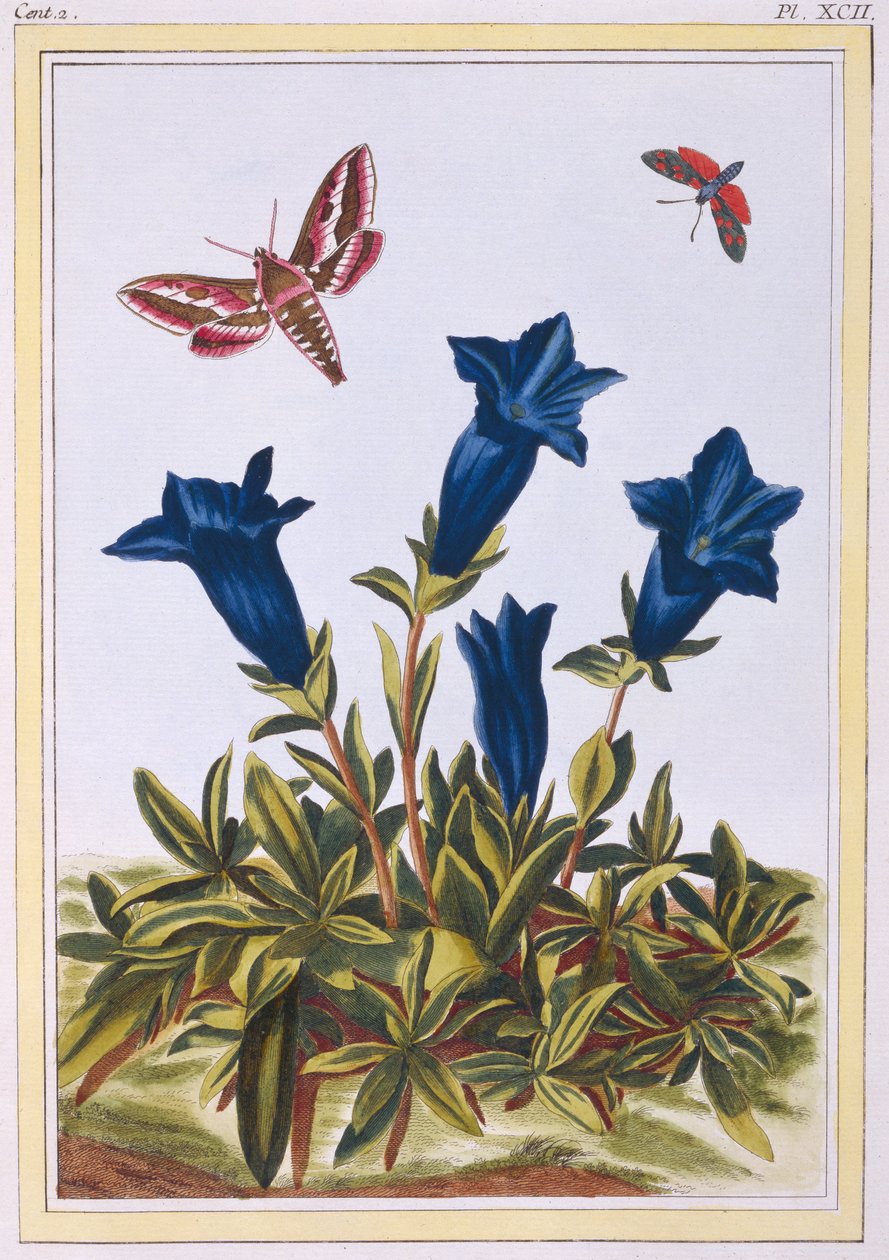 Blå ensian (trompetblomst), ca. 1776 (håndfarvet gravering) af Pierre Joseph Buchoz