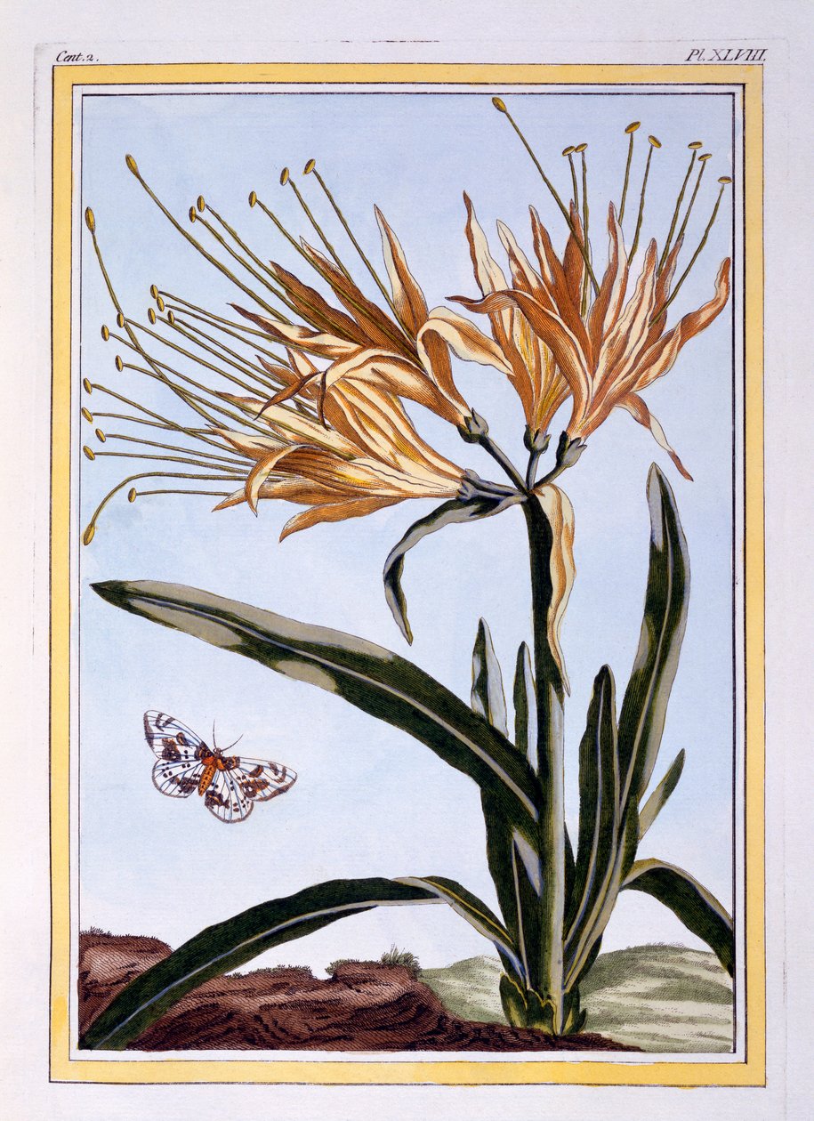 Lily, ca. 1766 (håndkoloreret gravering) af Pierre Joseph Buchoz