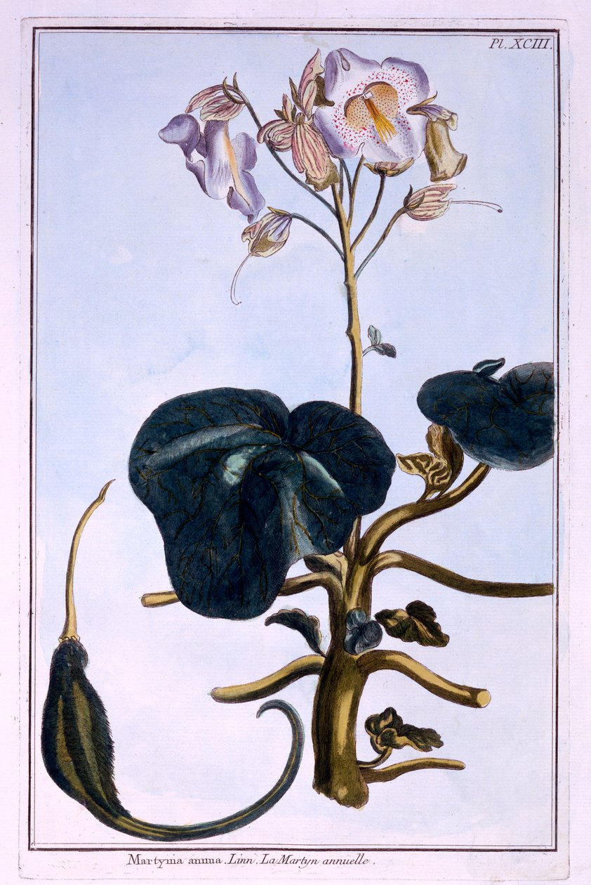 Proboscis blomst af Pierre Joseph Buchoz
